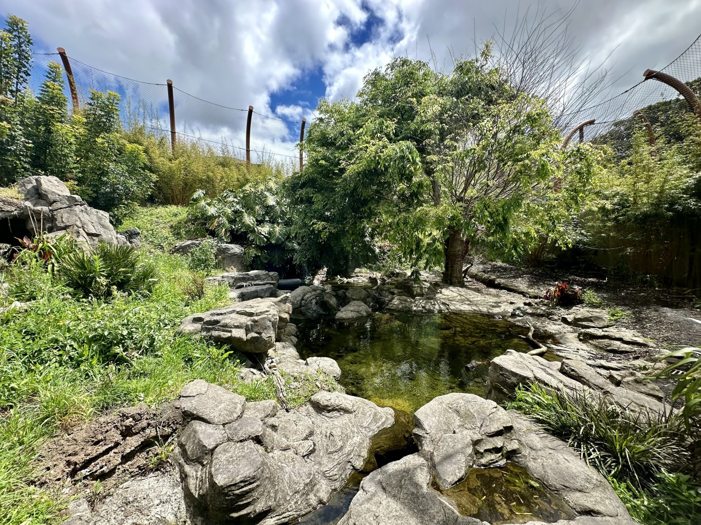 Large Sumatran Tiger Exhibit