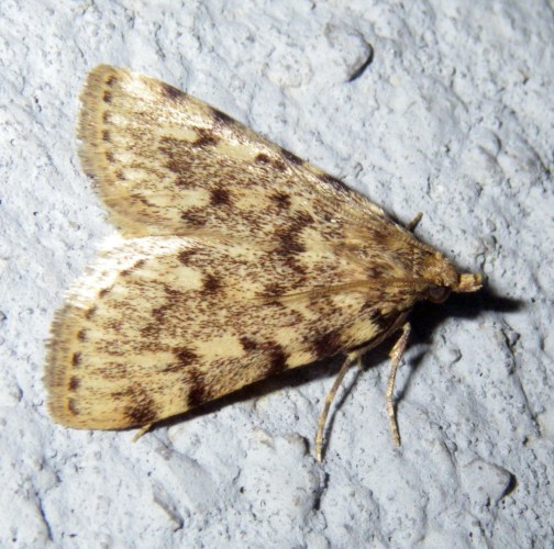 Large Tabby (Aglossa pinguinalis)