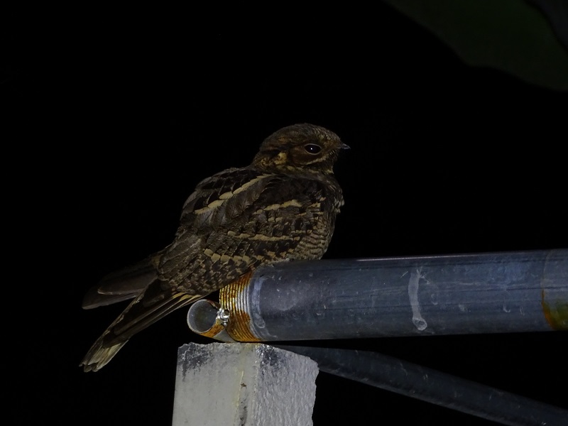 Large-tailed nightjar (Caprimulgus macrurus bimaculatus)