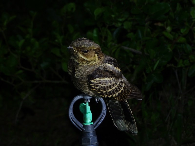 Large-tailed nightjar (Caprimulgus macrurus bimaculatus)