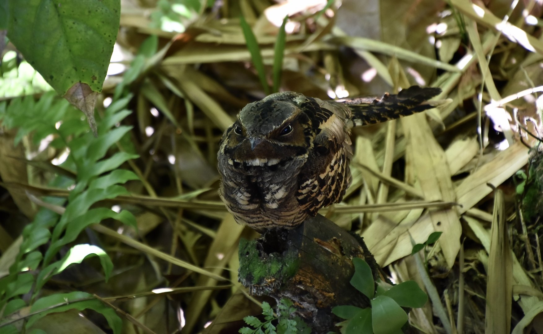 Large-Tailed Nightjar (Caprimulgus macrurus) - wild