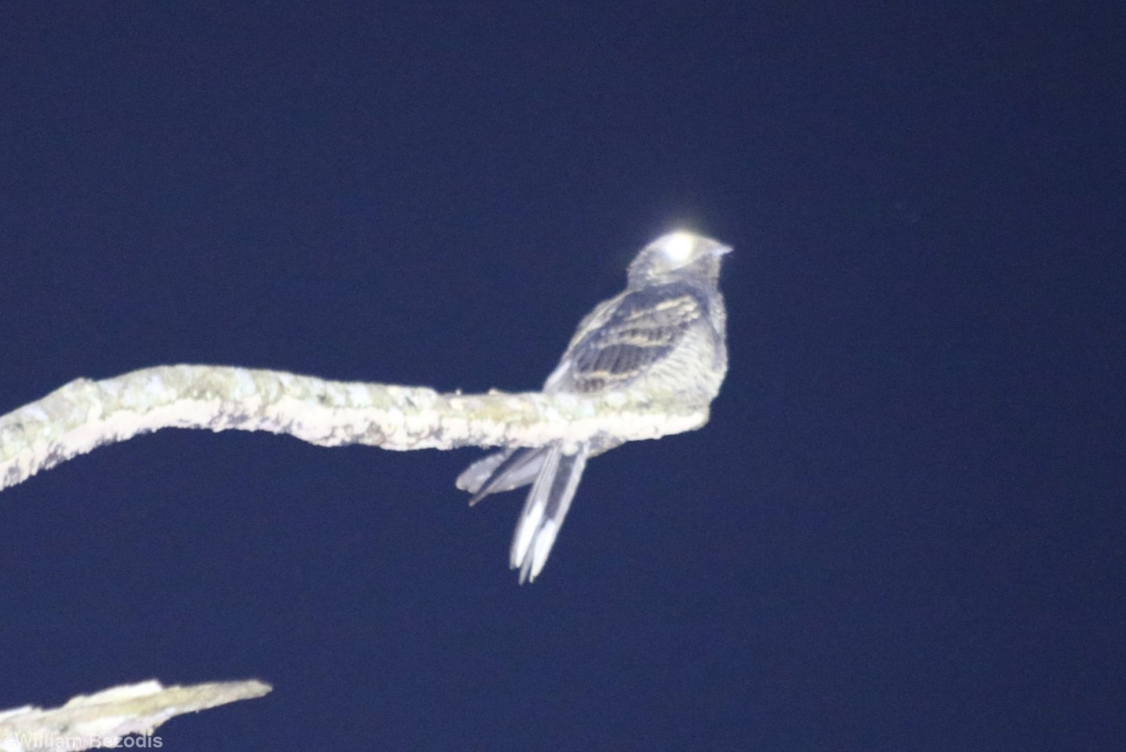 Large-tailed Nightjar - Cat Tien