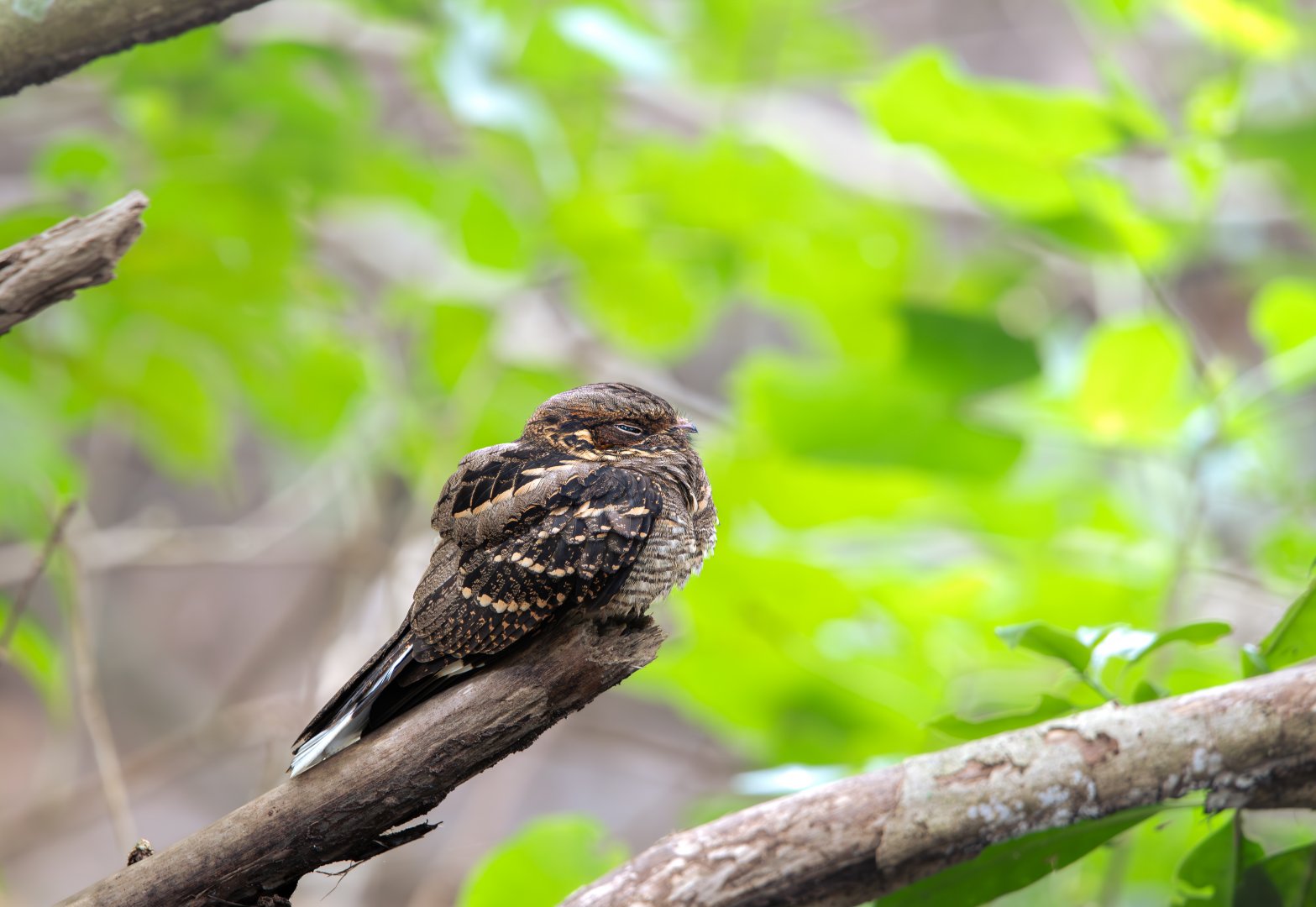 Large Tailed Nightjar ~ Sungei Buloh
