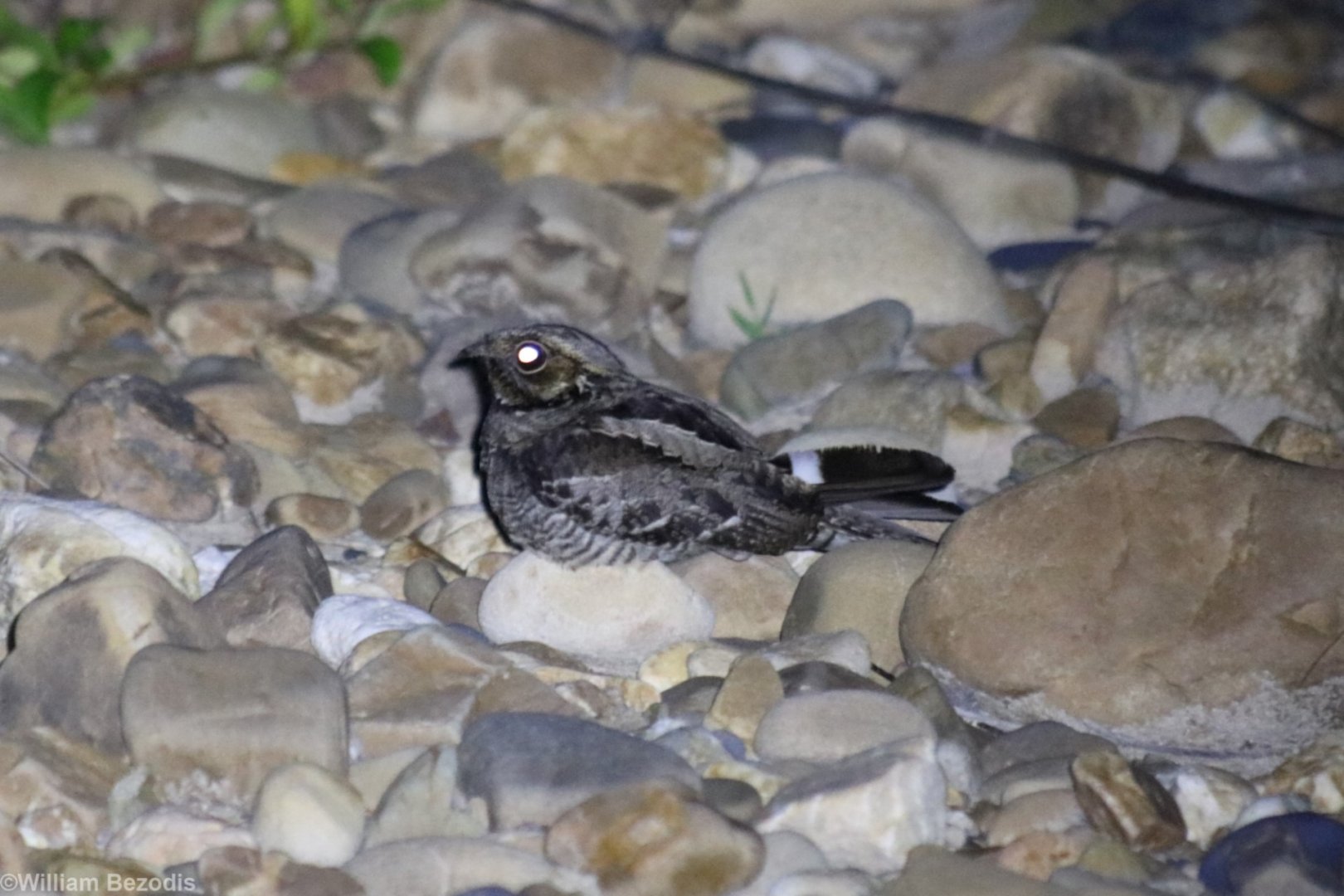 Large-tailed Nightjar - Taman Negara