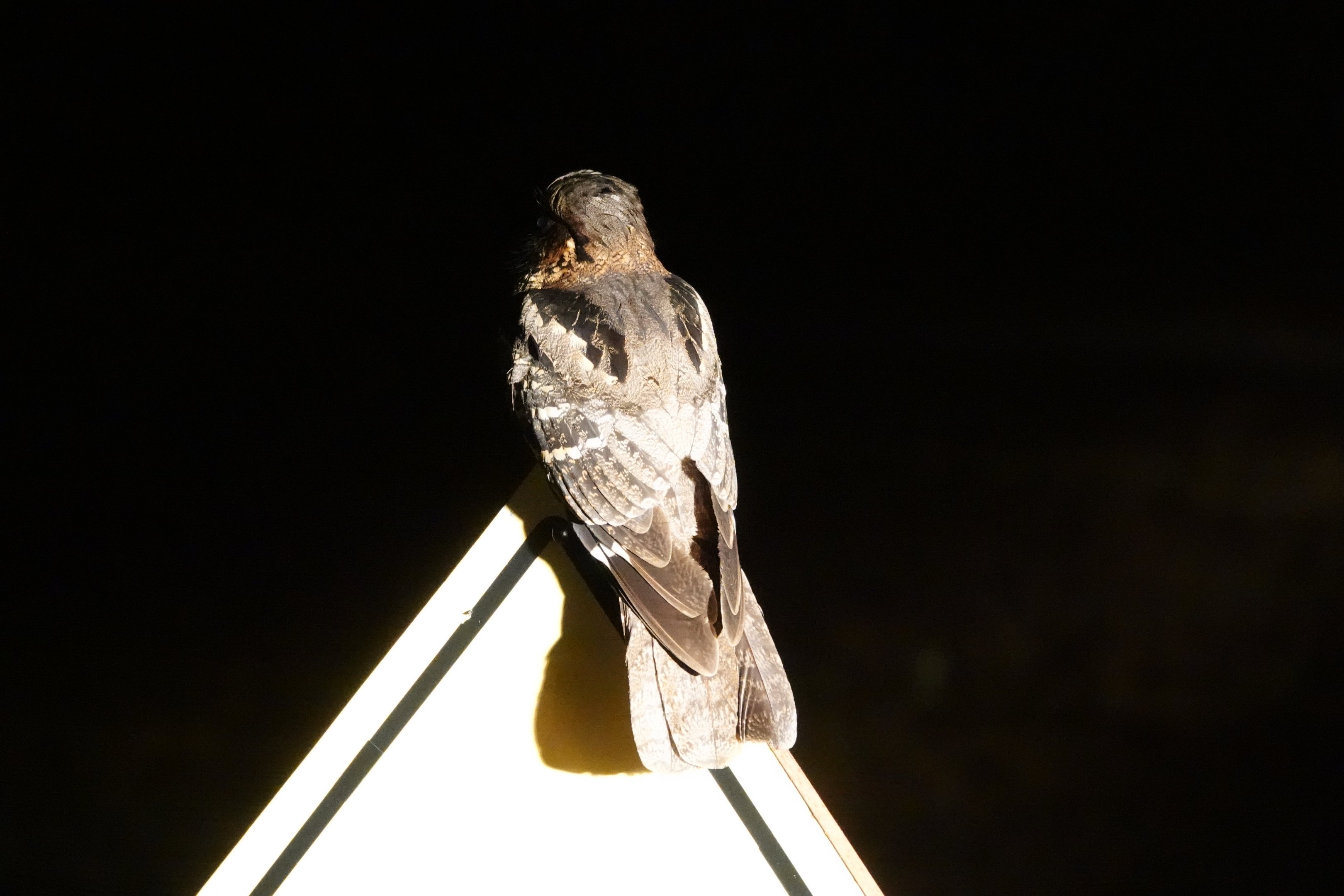 Large-tailed Nightjar