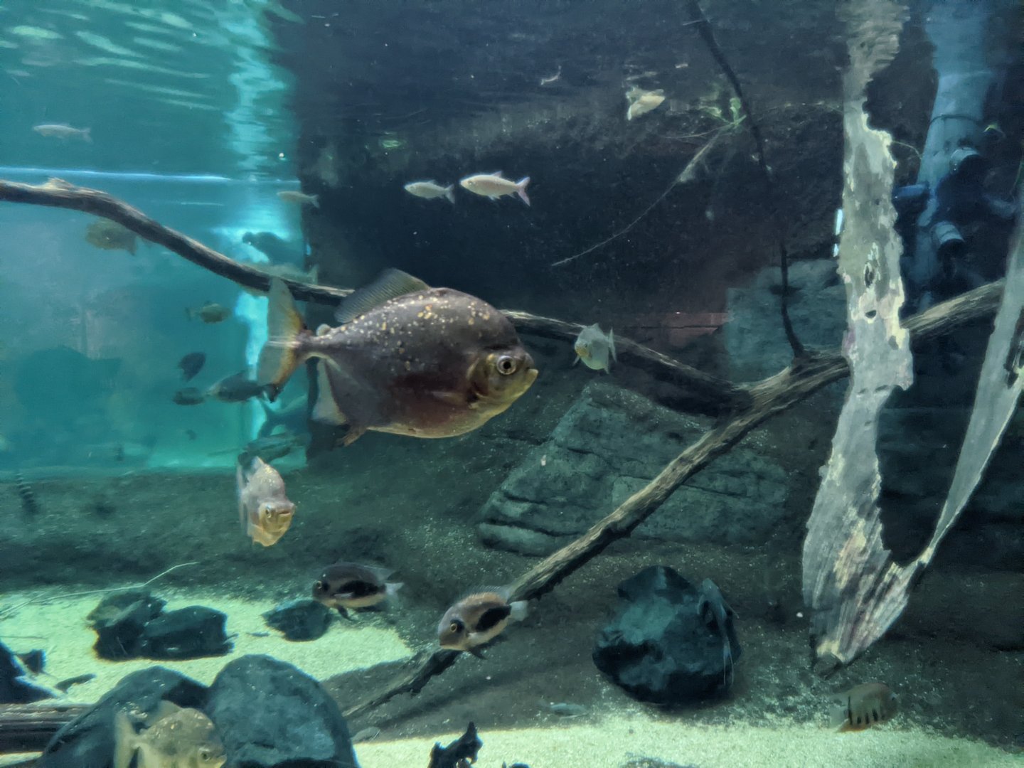 Large tank - Amazonia