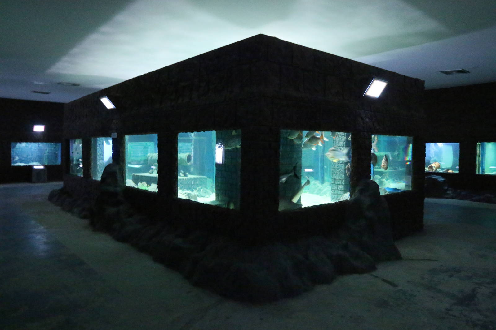 Large Tank of Mekong River Fish