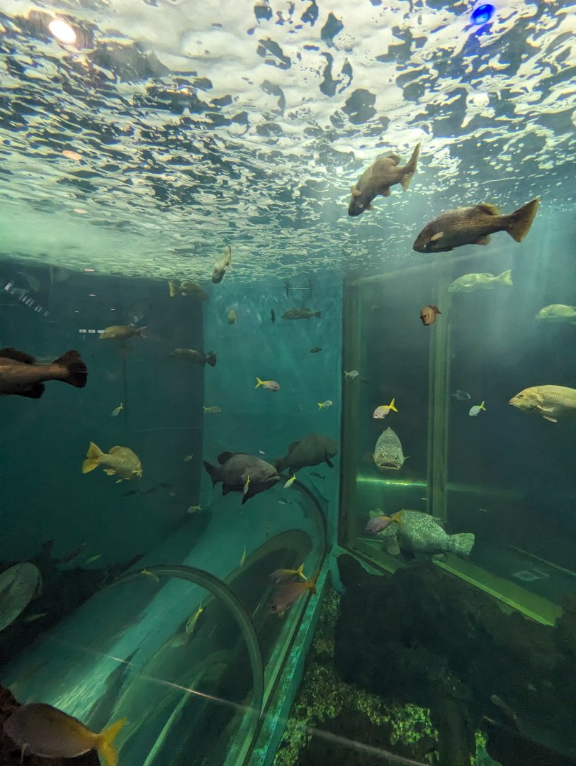 Large Tank with Tunnel - Rayong Aquarium