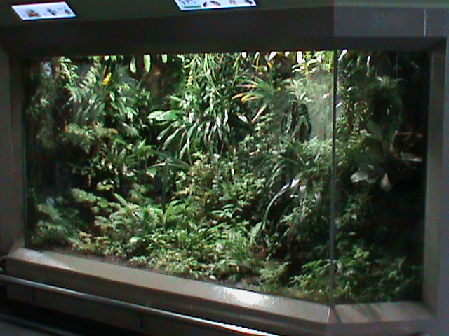 large terrarium - tropical american frogs 030910