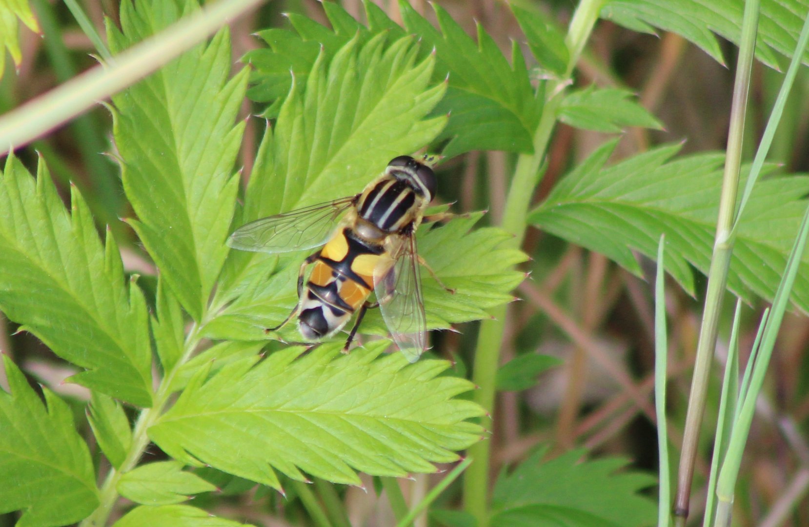 Large tiger hoverfly - Helophilus trivittatus