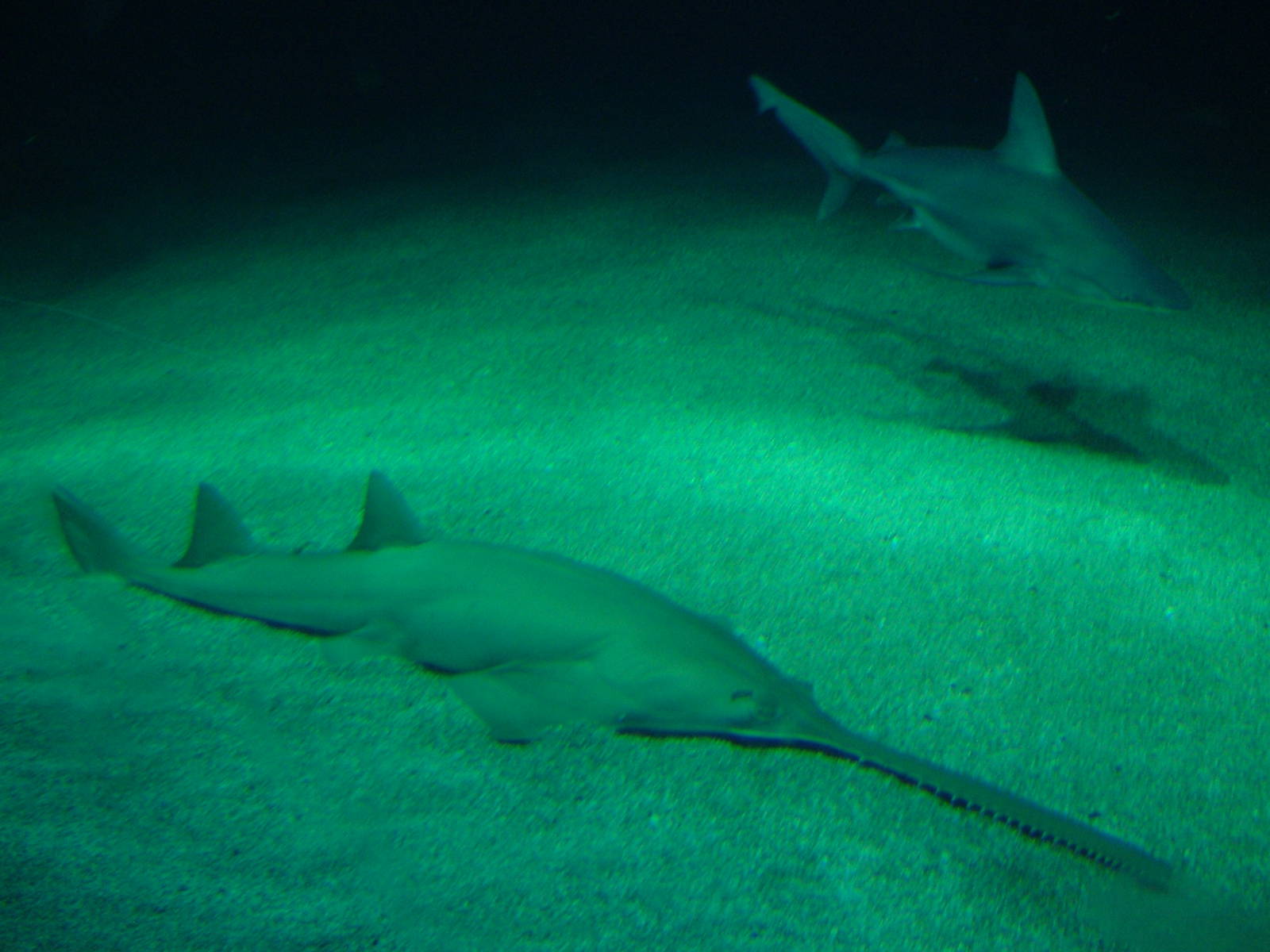Large-toothed Sawfish and Sandbar Shark at Oceanografic, 29/05/11