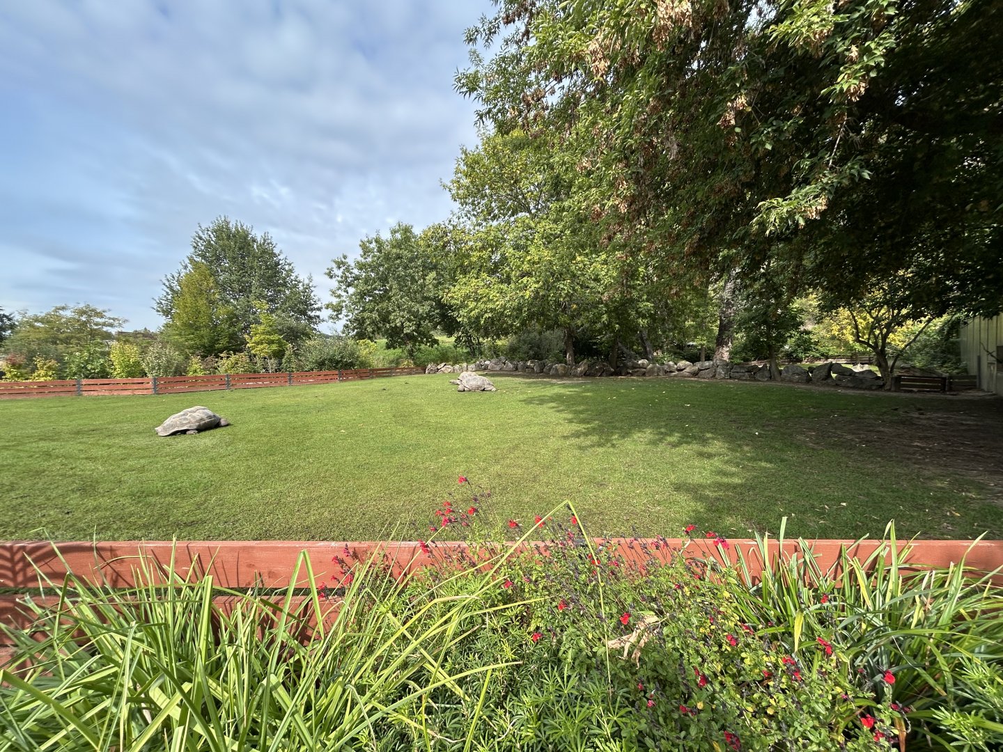 Large Tortoise Exhibit