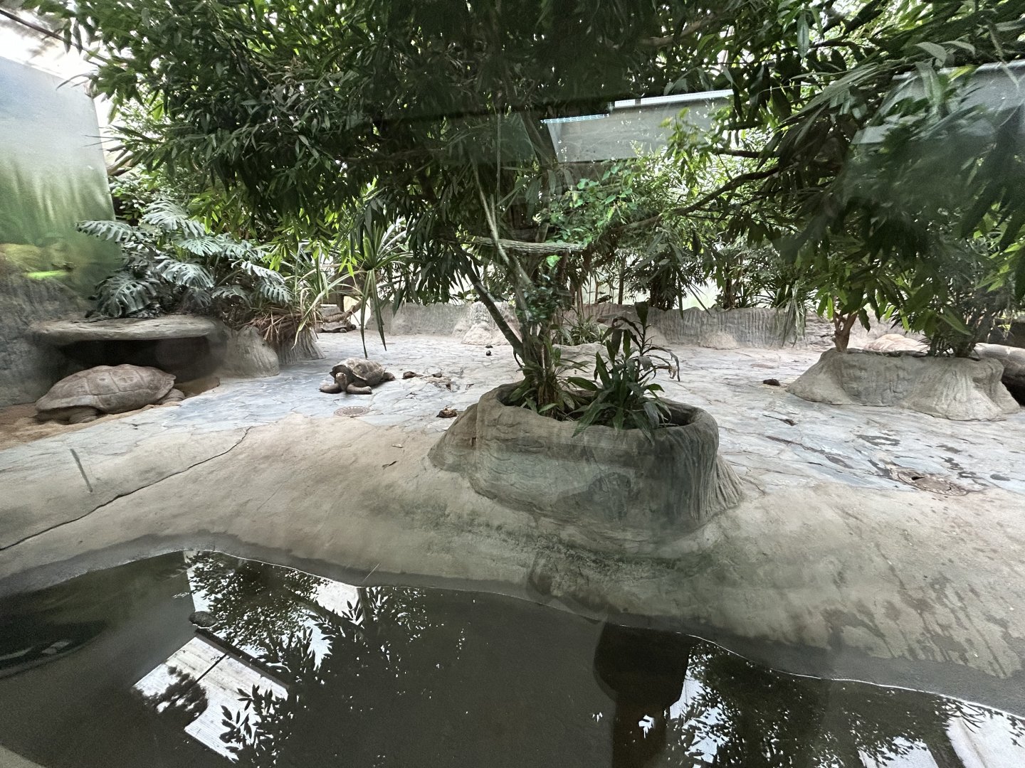 Large Tortoise Pavilion