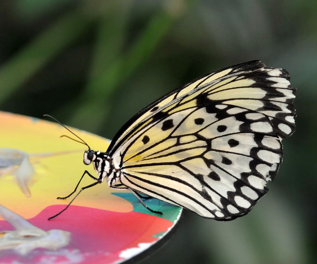 Large tree nymph butterfly