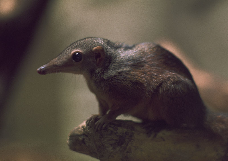 Large tree shrew 1974