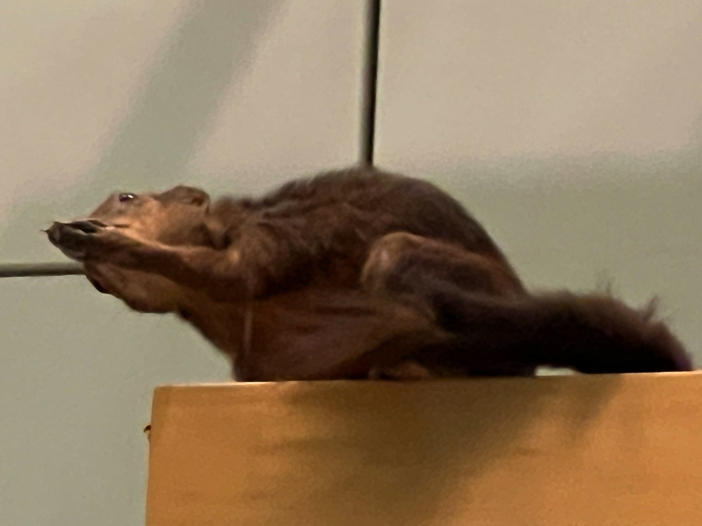Large Tree Shrew