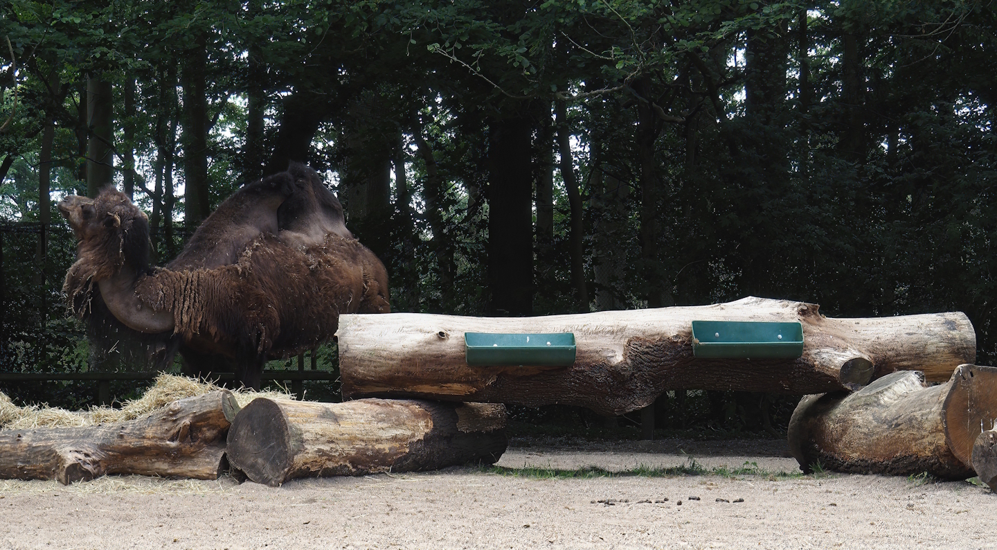 Large tree trunk with feeding troughs for the Bactrian camels, 2025-05-22