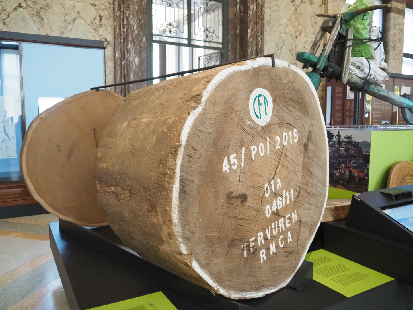 Large trunk of  Afrormosia (Pericopsis elata), 2021-10-20