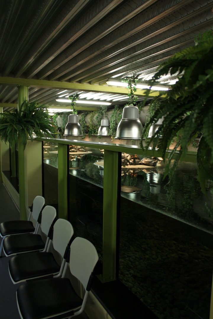 Large Turtle-enclosure