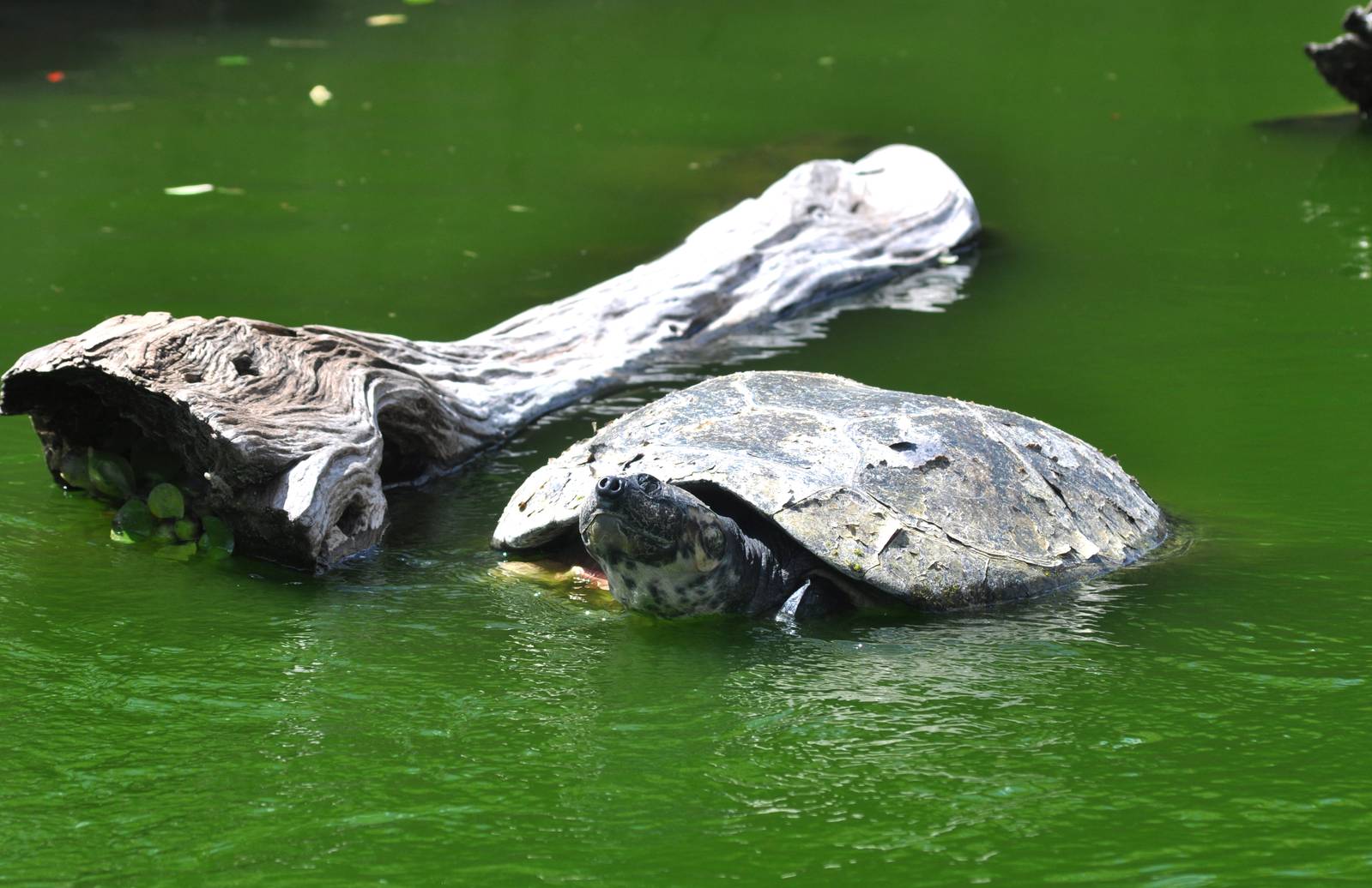 Large Turtle in the Lemur Moat