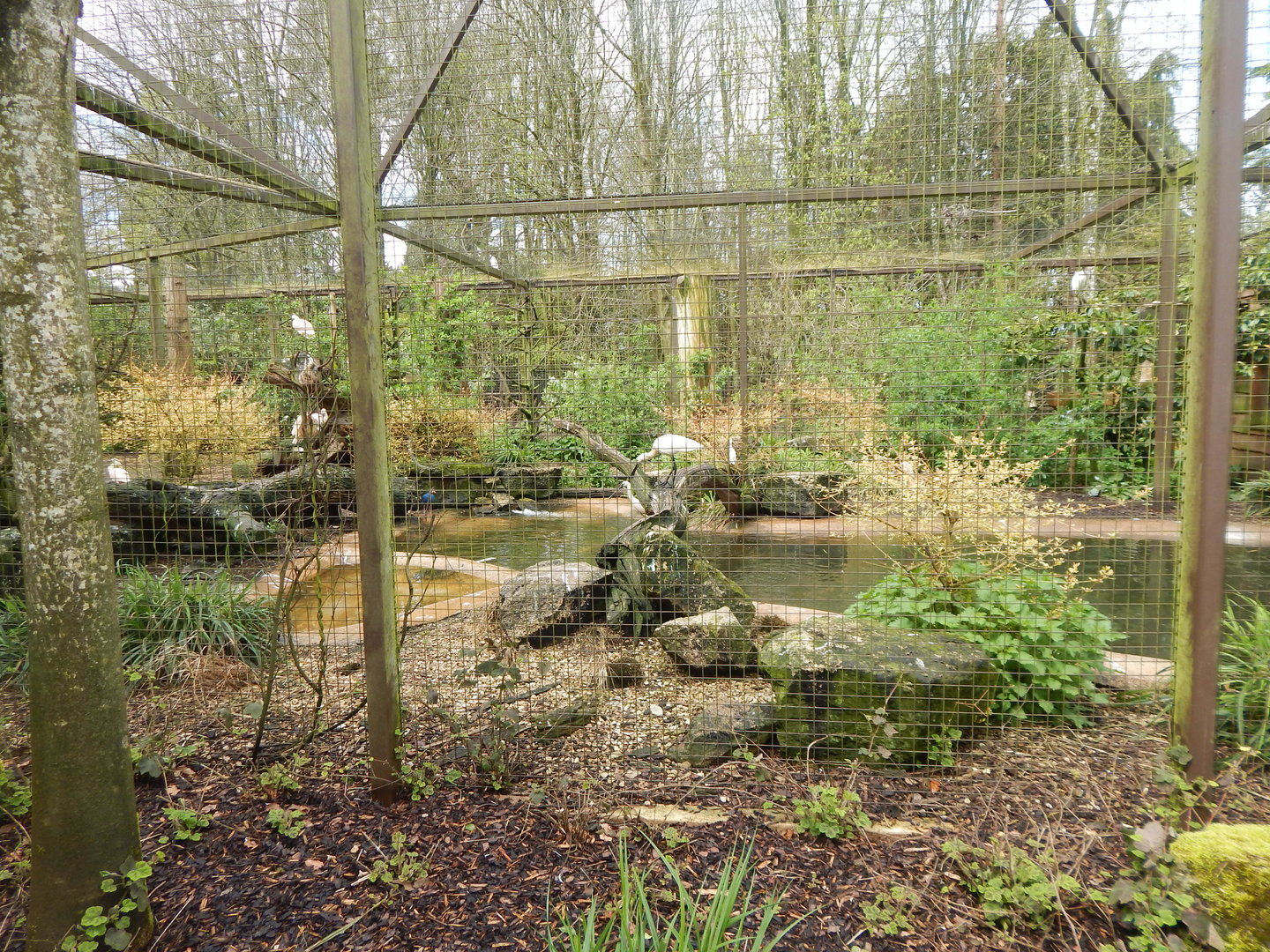 Large wading bird aviary 280423