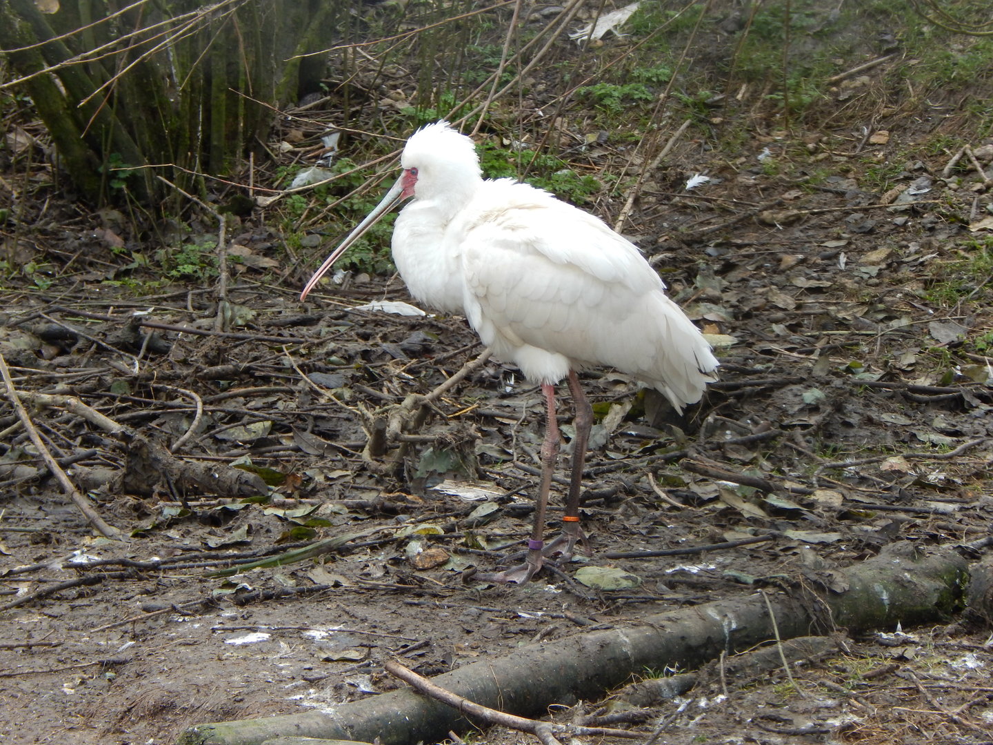 Large wading bird aviary - African spoonbill 010323