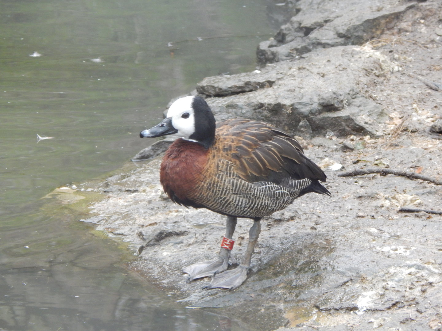 Large wading bird aviary - White-faced whistling duck 010323