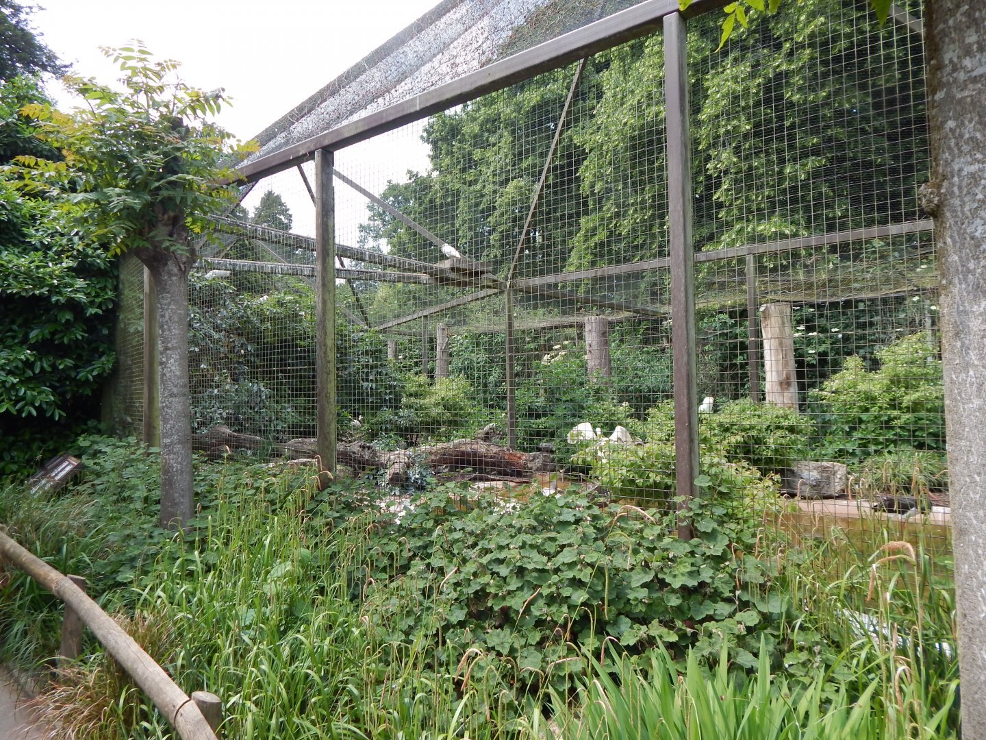 Large wading birds aviary 310525