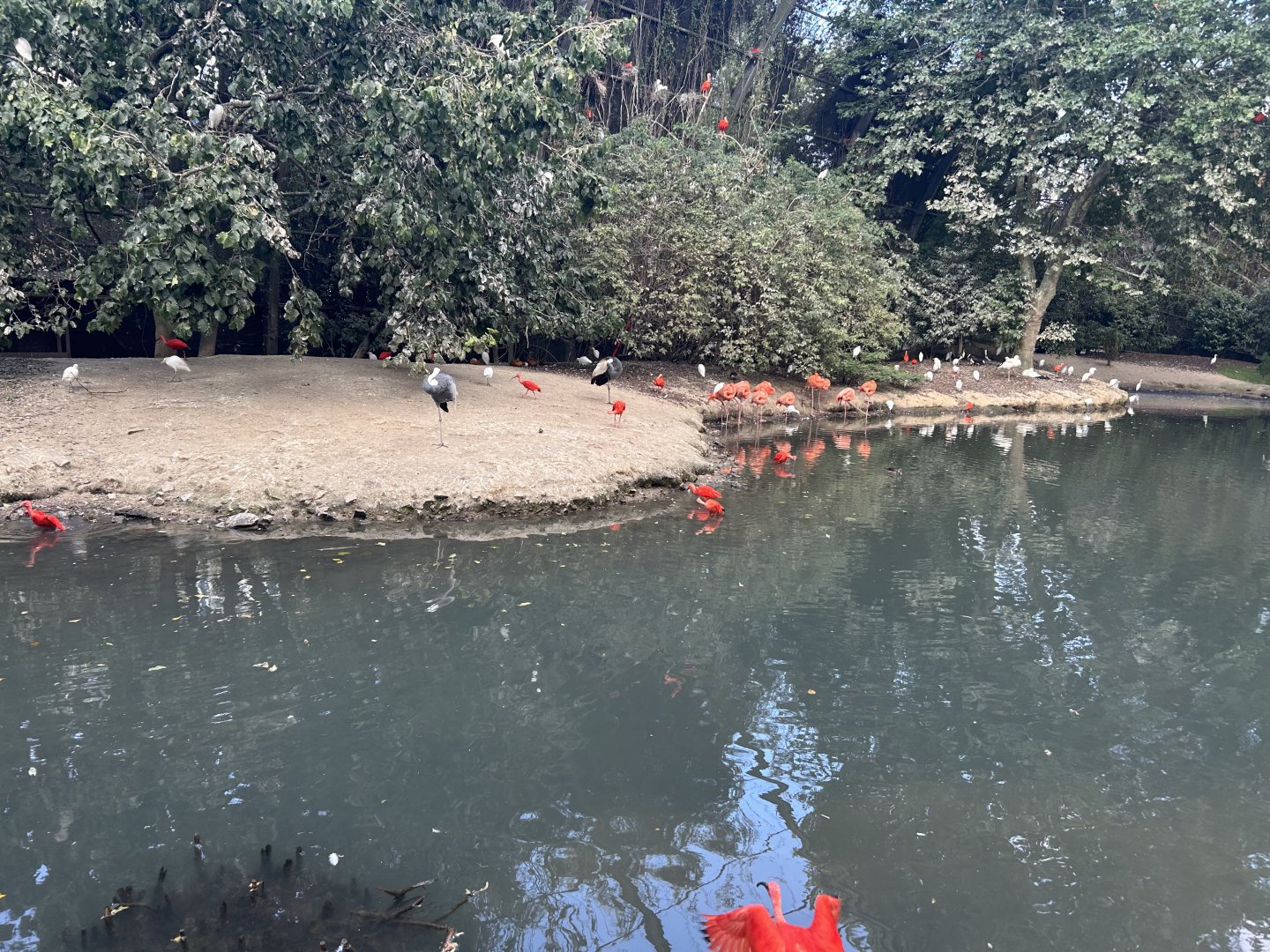 Large Walkthrough Aviary