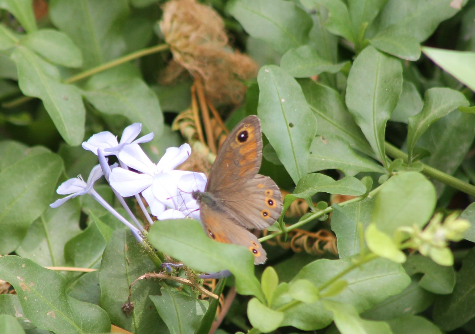 Large wall brown ( Lasiommata maera )