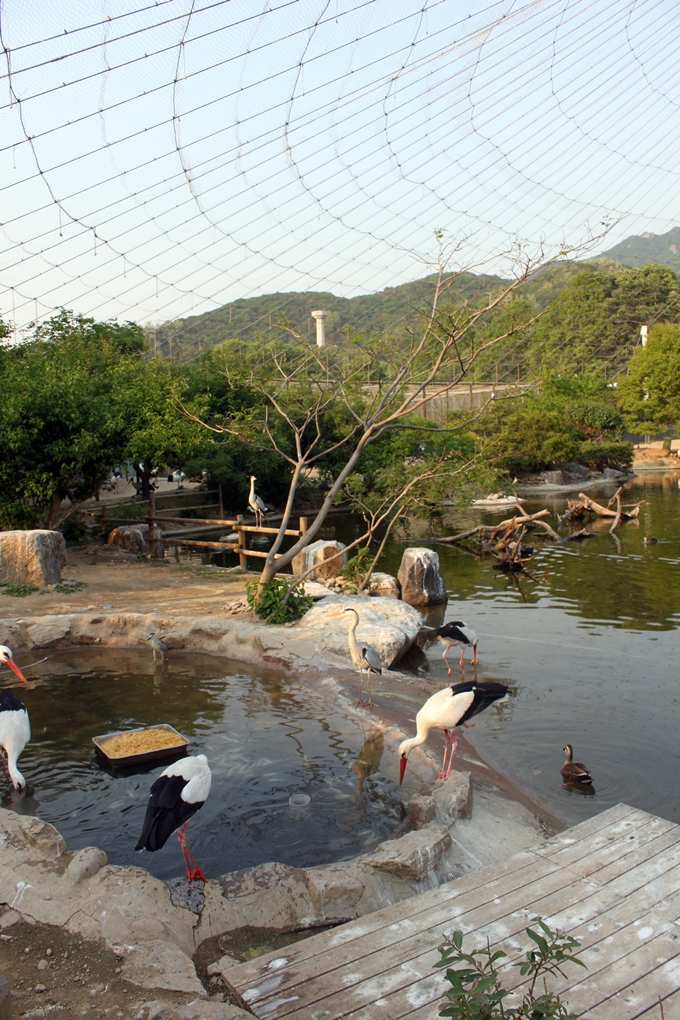 Large Waterfowl Aviary
