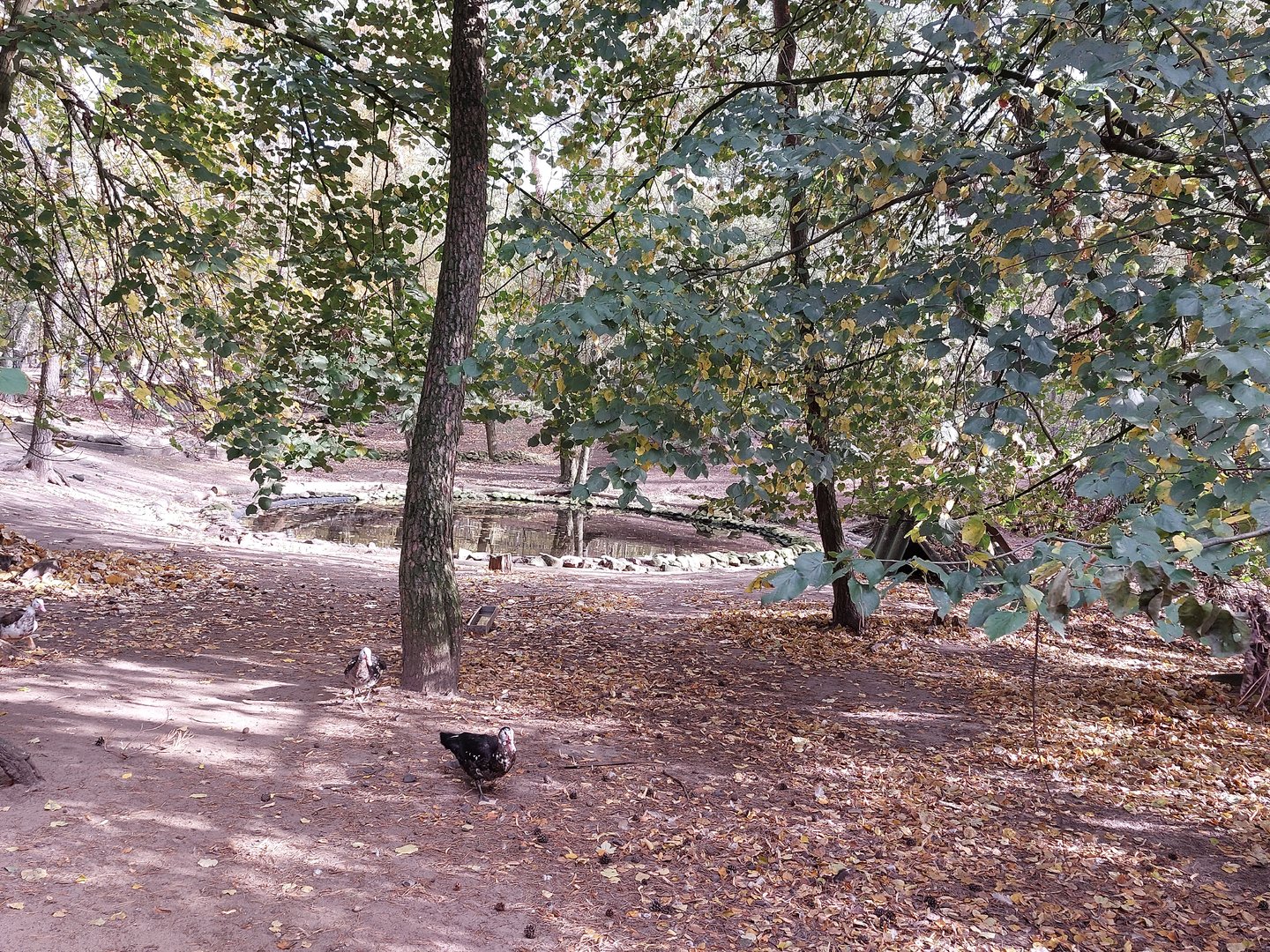 Large waterfowl exhibit with pond