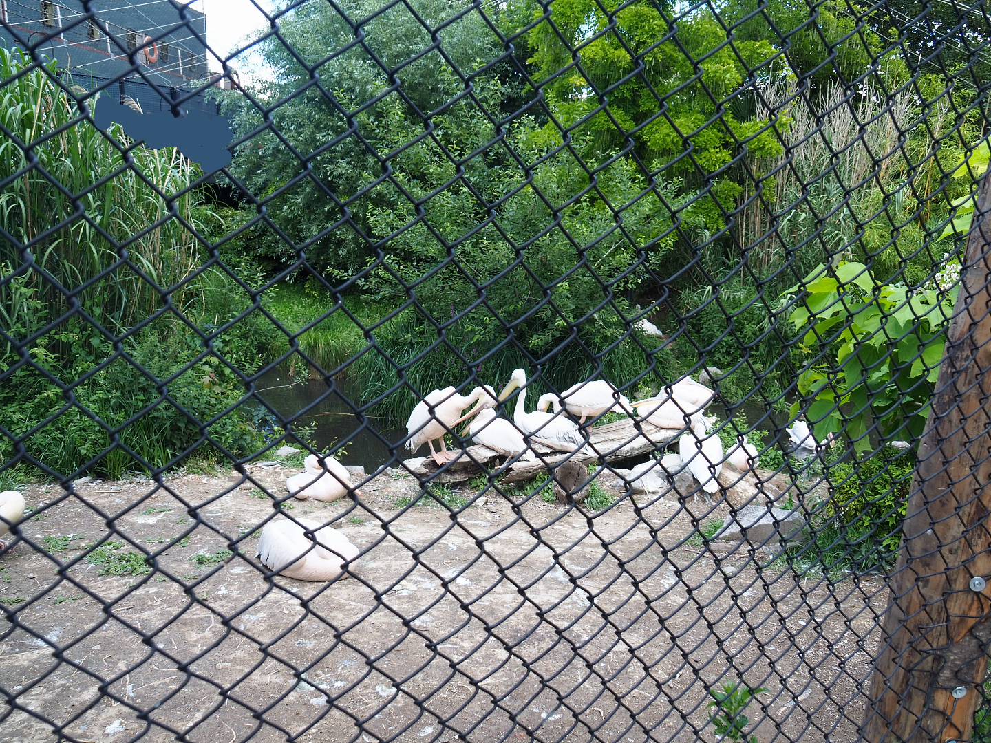 Large wetland aviary next to the Mersus Emergo - Previously home to shoebills, now housing part of great white pelican group, 2022-06-28