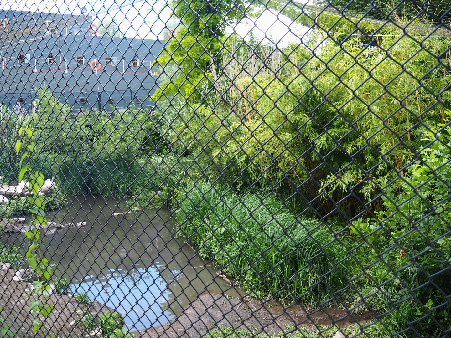 Large wetland aviary next to the Mersus Emergo - Previously home to shoebills, now housing part of great white pelican group, 2022-06-28