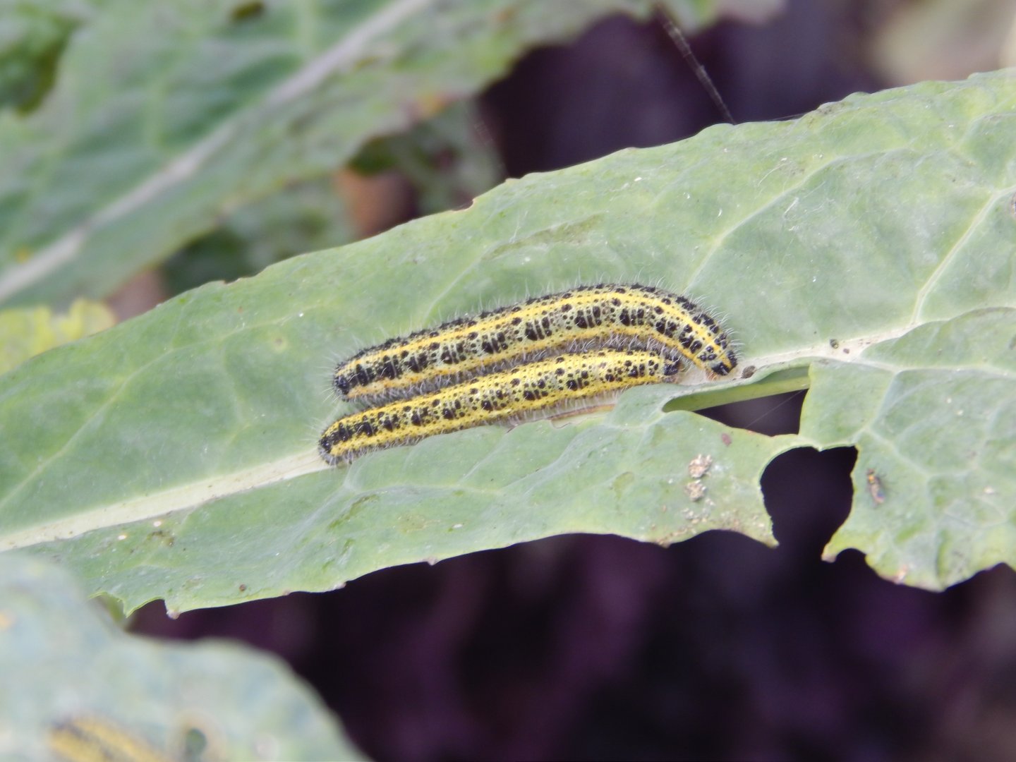 Large White Caterpillars