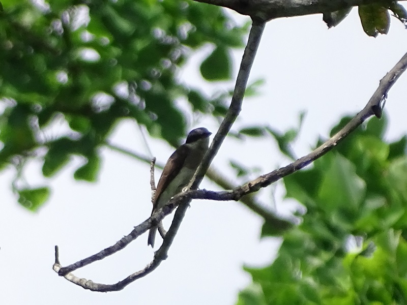 Large wood-shrike (Tephrodornis virgatus verneyi)