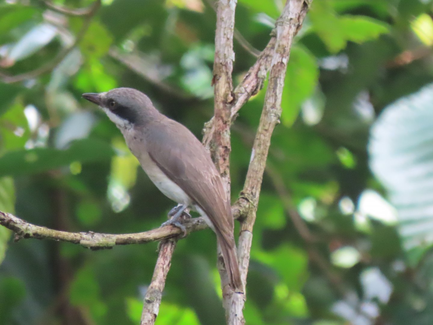 Large woodshrike (Tephrodornis virgatus)