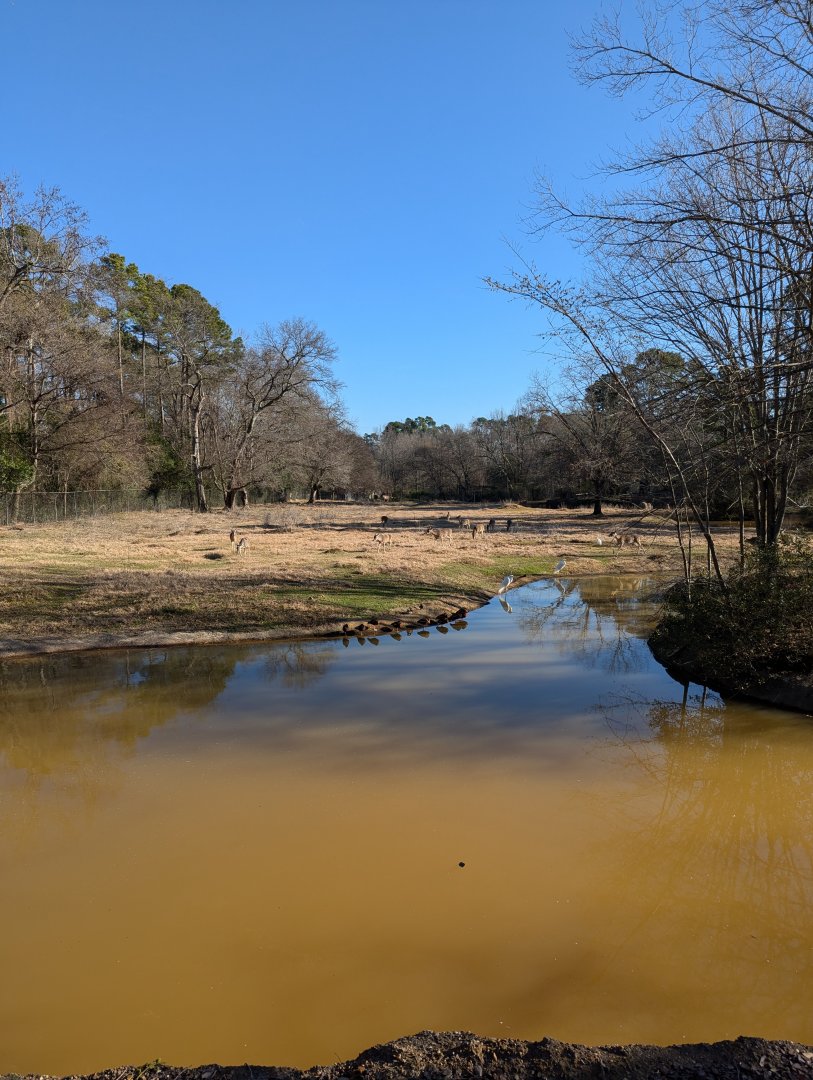 Large WT deer, bison longhorn paddock