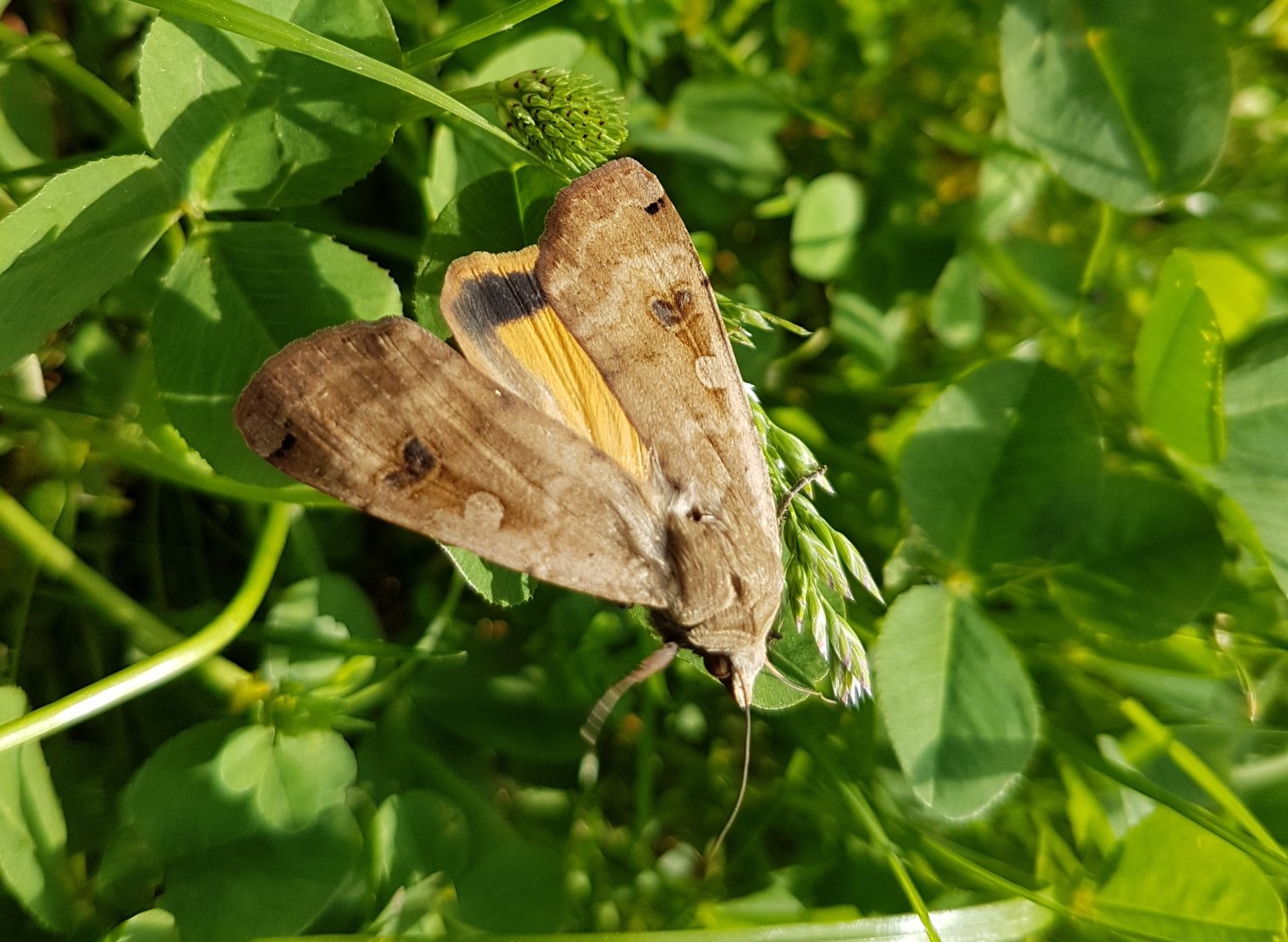 Large yellow underwing - Noctua pronuba