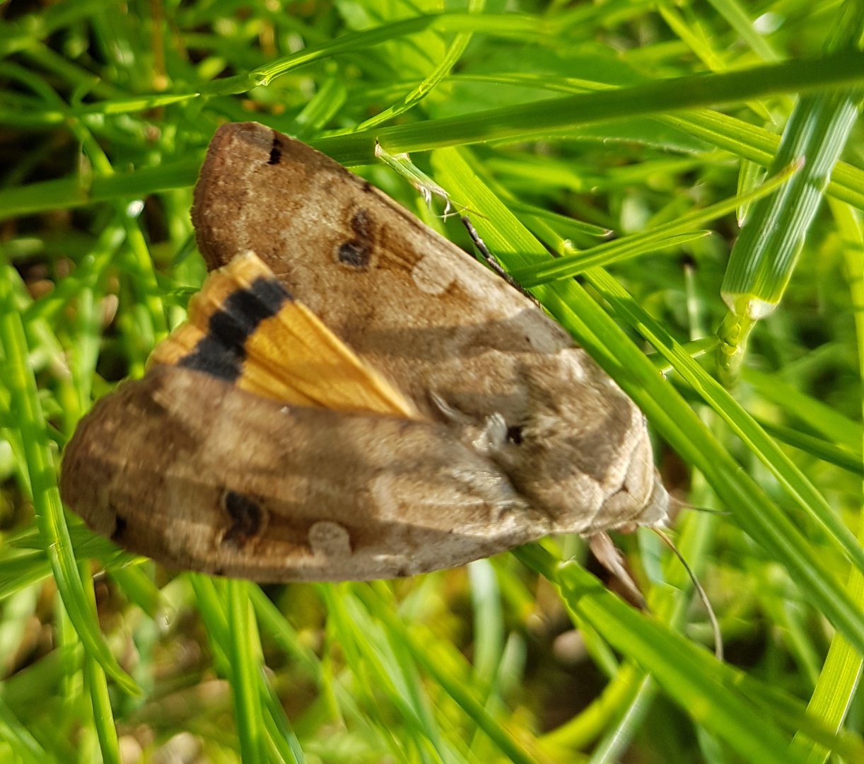 Large yellow underwing - Noctua pronuba