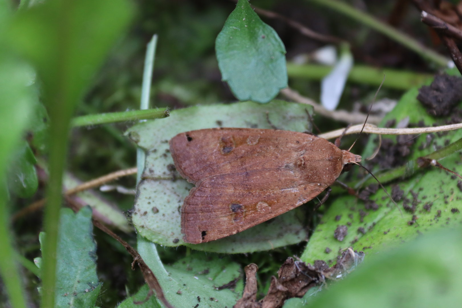 Large Yellow Underwing (Noctua pronuba)
