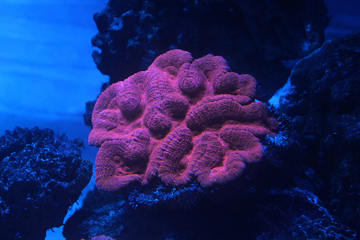 Largebrain root coral (Lobophyllia hemprichii)