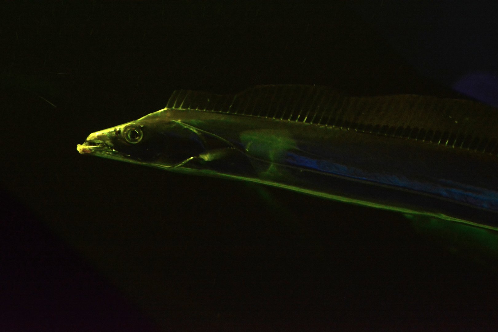 Largehead hairtail (Trichiurus lepturus)