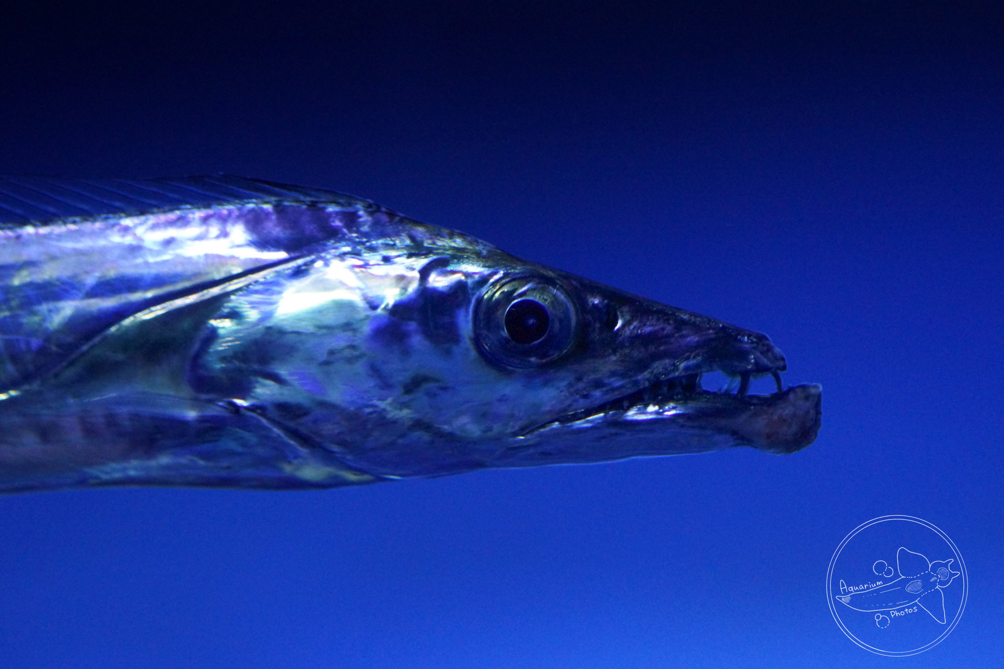 Largehead Hairtail (Trichiurus lepturus)