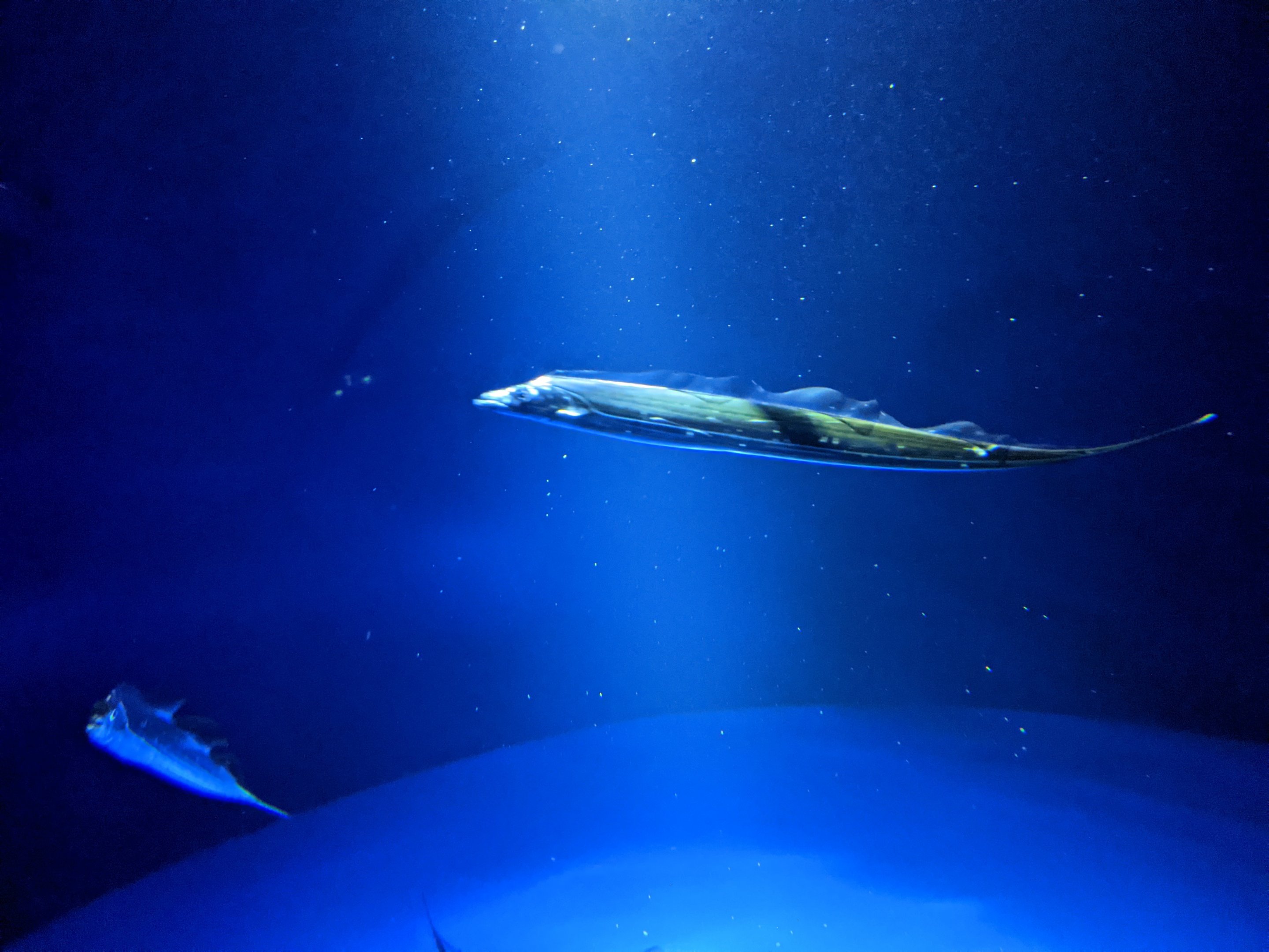 Largehead Hairtail (Trichiurus lepturus)