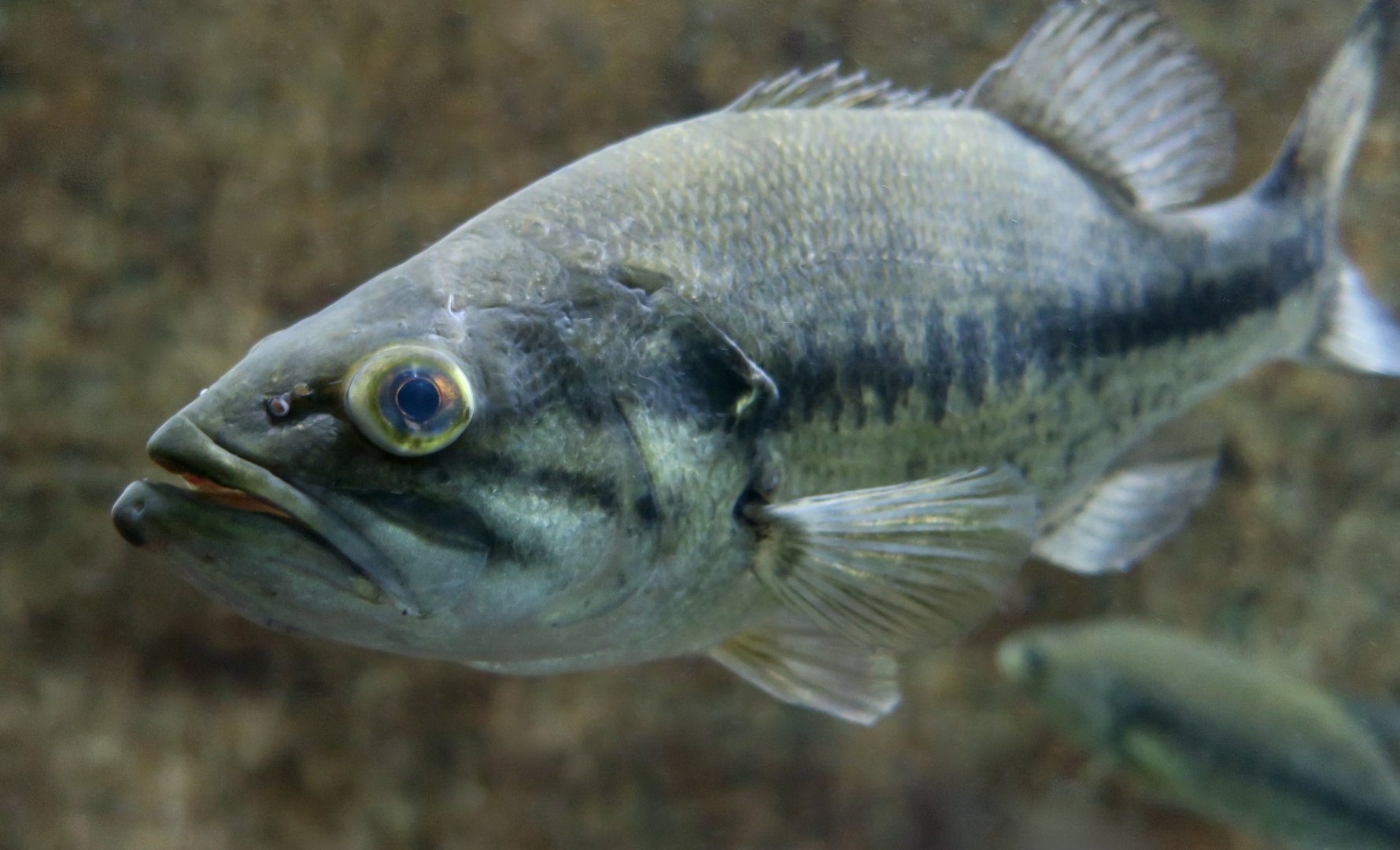 Largemouth Bass (Micropterus nigricans) - Cold Spring Harbor Fish Hatchery & Aquarium