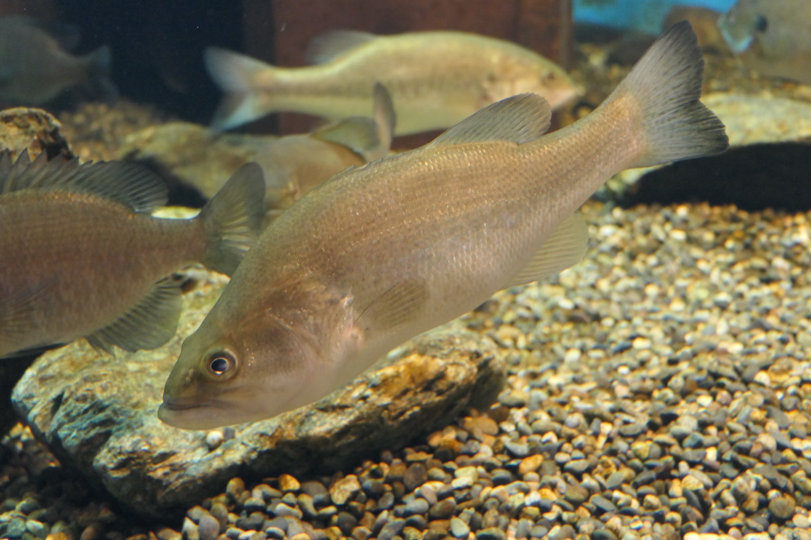 Largemouth bass species (Micropterus sp.) - Lake Biwa Museum