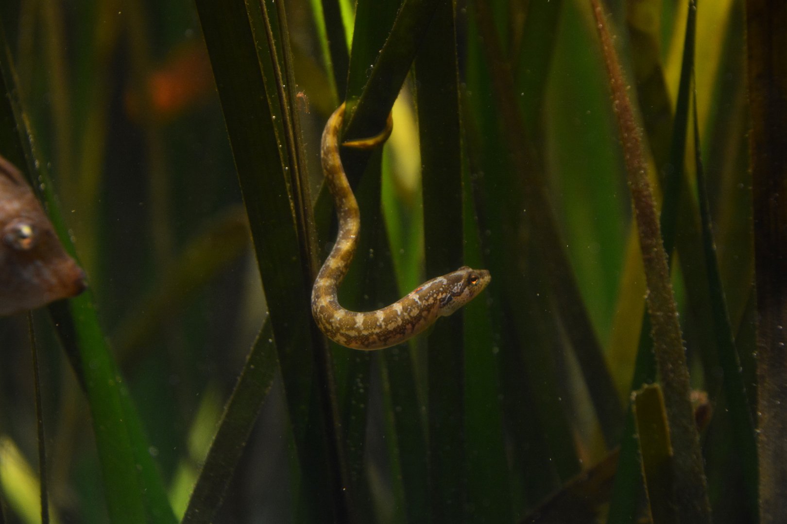 Largemouth kissing eelpout (Zoarchias glaber)