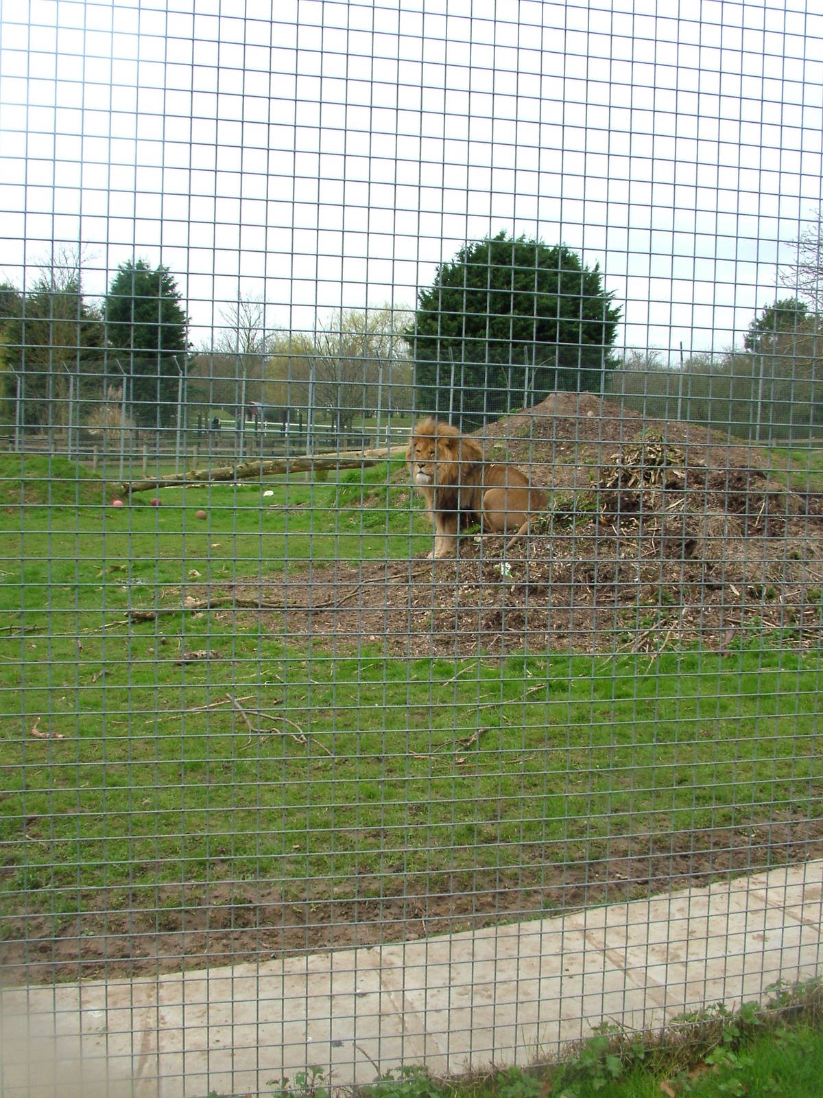 Larger African Lion exhibit at Linton 05/04/10