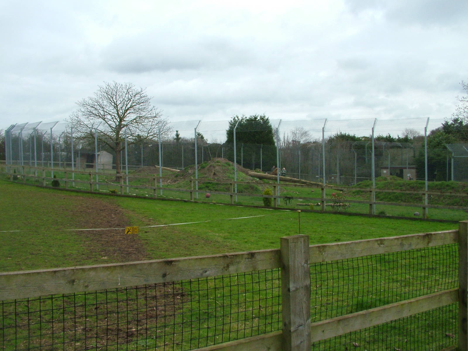 Larger African Lion exhibit at Linton 05/04/10